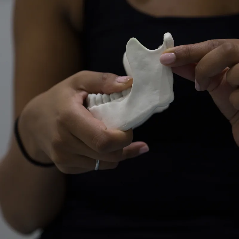 Demonstrating jaw anatomy with model