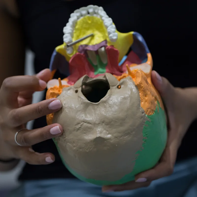 Examining a cranial model