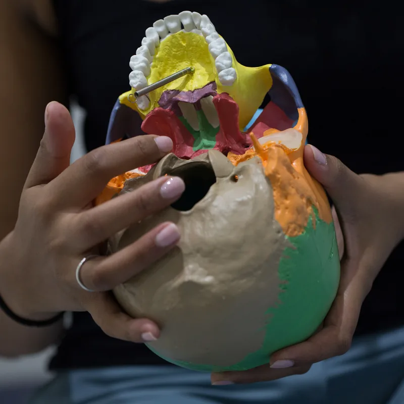 Displaying colored cranial bones